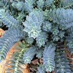 Euphorbia corsica Hostoa