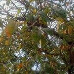 Artocarpus lacucha List