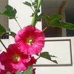 Alcea setosa പുഷ്പം