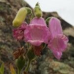 Digitalis thapsi Kwiat