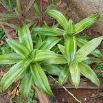 Callisia fragrans Blad