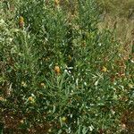 Crotalaria goreensis Habit