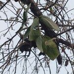 Dendrophthoe falcata Leaf