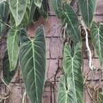 Philodendron melanochrysum ഇല