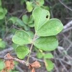 Commiphora mollis Folha