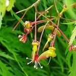 Acer japonicum Плод