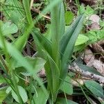 Neotinea tridentata Hoja