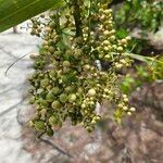 Flagellaria indica Fruit