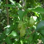 Staphylea bumalda Fruchs