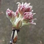 Viburnum × bodnantense Kwiat