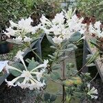 Rhododendron herzogii Flower