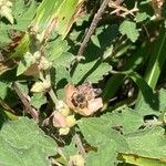 Sphaeralcea bonariensis Flower