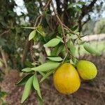 Eugenia pyriformis Fruit