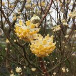 Edgeworthia tomentosa Costuma