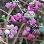 Symphoricarpos orbiculatus ফল