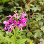 Epilobium angustifoliumFleur