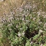 Nepeta nepetella 花