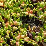 Muehlenbeckia volcanica 果實