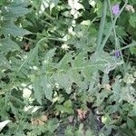 Sisymbrium austriacum Hoja