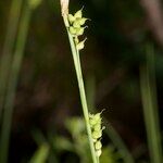 Carex globularis autre