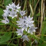 Scilla verna Flower