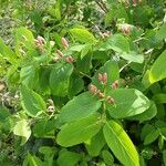 Lonicera tatarica Blatt