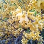 Forsythia viridissimaΛουλούδι