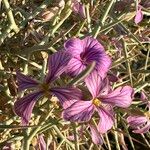 Zilla spinosa Цветок