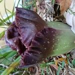 Amorphophallus paeoniifolius Květ