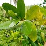 Calophyllum calaba برگ