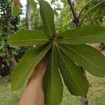 Adansonia digitata Листок