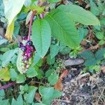 Phytolacca americanaFolha