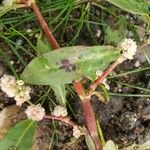 Persicaria lapathifoliaLeaf