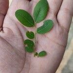 Phyllanthus reticulatus Blatt