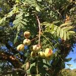 Sorbus domestica ഫലം