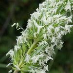 Phleum pratense Flower