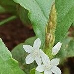 Oxygonum sinuatum Flower