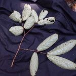 Anthonotha macrophylla Leaf