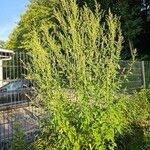 Chenopodium albumLeaf