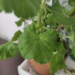 Pelargonium zonale Blad