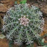 Melocactus bahiensis ᱥᱟᱠᱟᱢ
