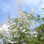 Acacia ataxacantha Habitatea