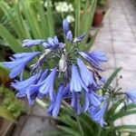 Agapanthus africanus Λουλούδι