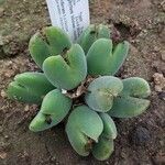 Conophytum bilobum 整株植物