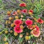 Gaillardia pulchellaCvet