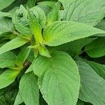 Salvia dorisiana Leaf