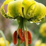 Lilium pyrenaicum Цвят