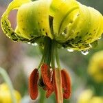 Lilium pyrenaicum Flower