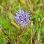 Jasione montanaLorea