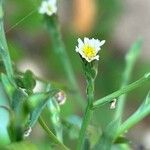 Symphyotrichum subulatumFlor